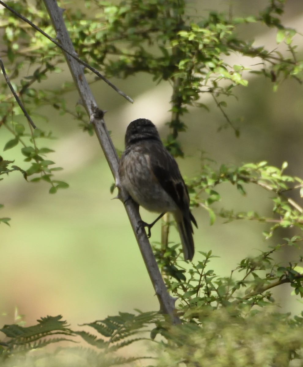 Scarlet Robin - ML123858891