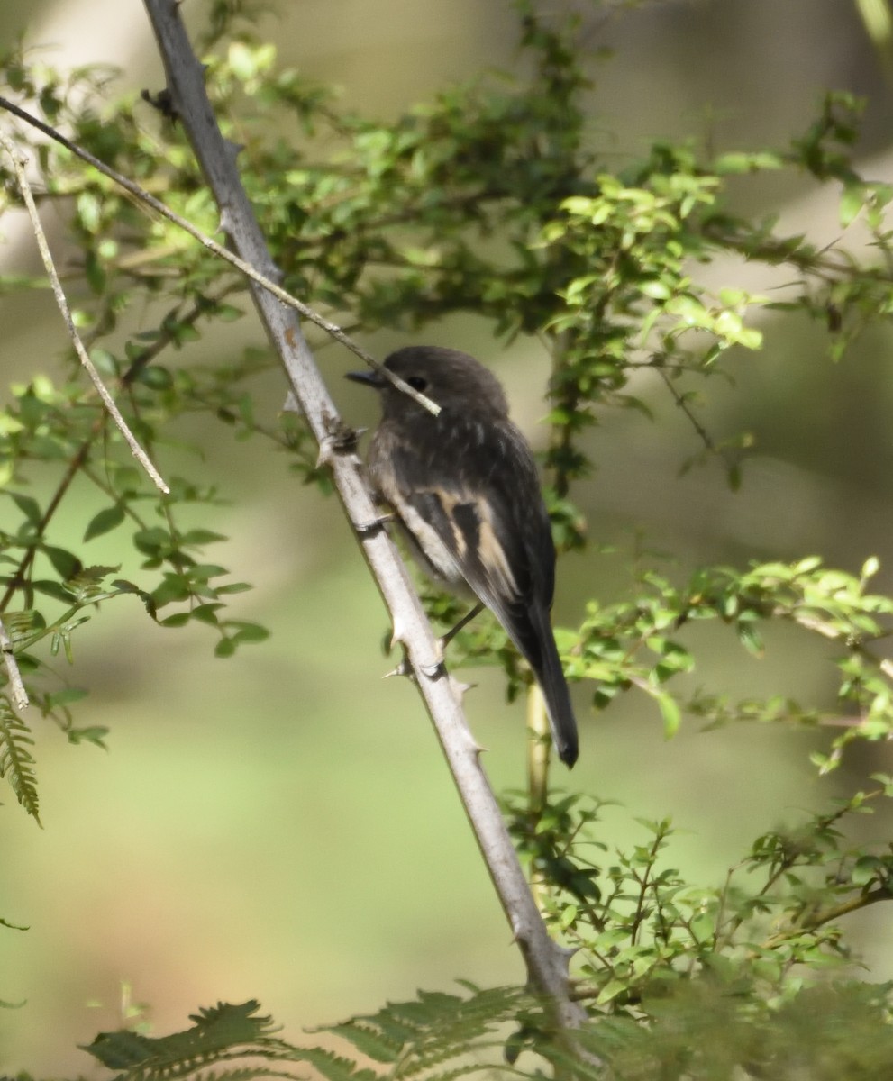 Scarlet Robin - ML123858931