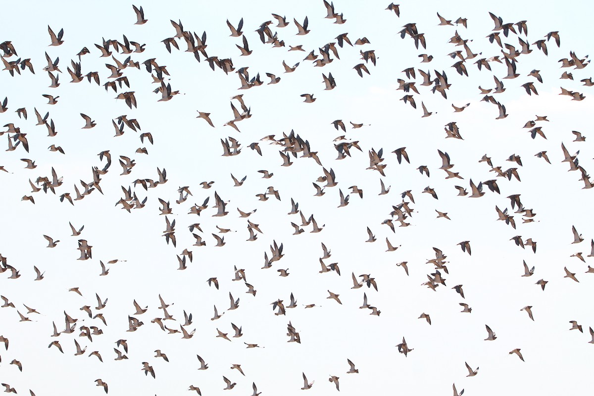 Pin-tailed Sandgrouse - ML123859101