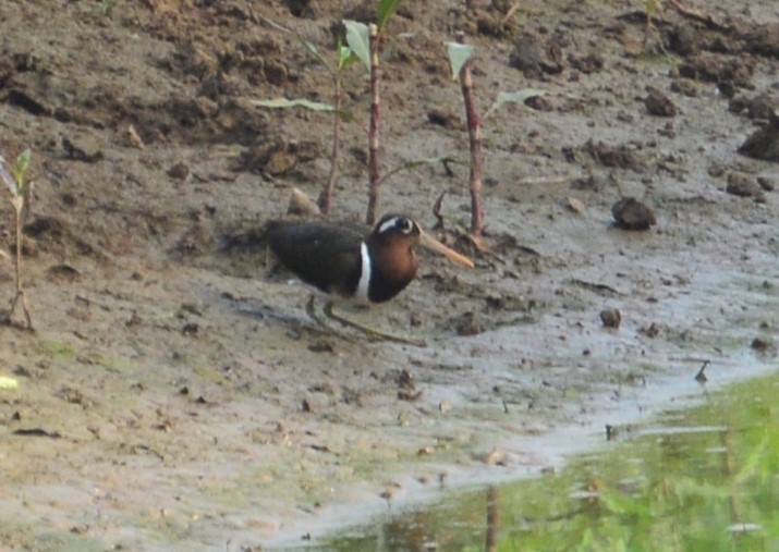 Greater Painted-Snipe - ML123859441