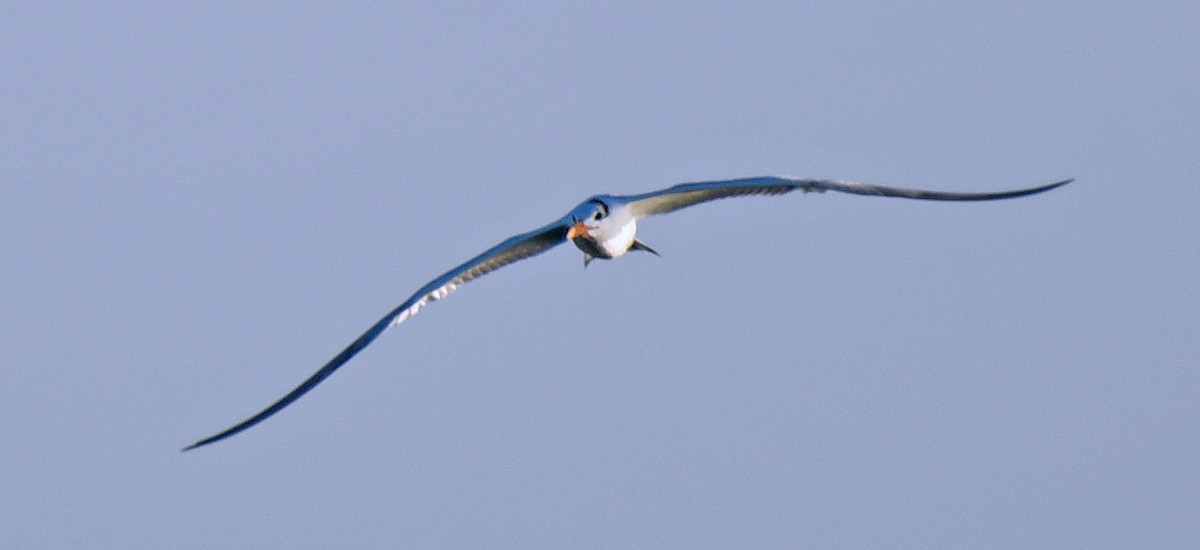 Royal Tern - ML123859501