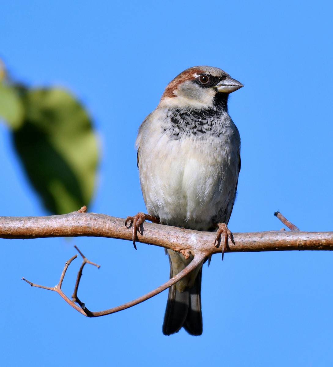 House Sparrow - ML123860111