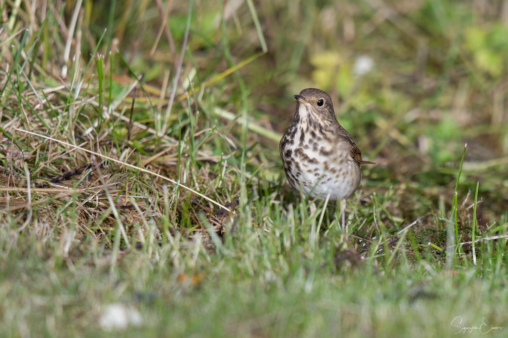 Hermit Thrush - ML123860511