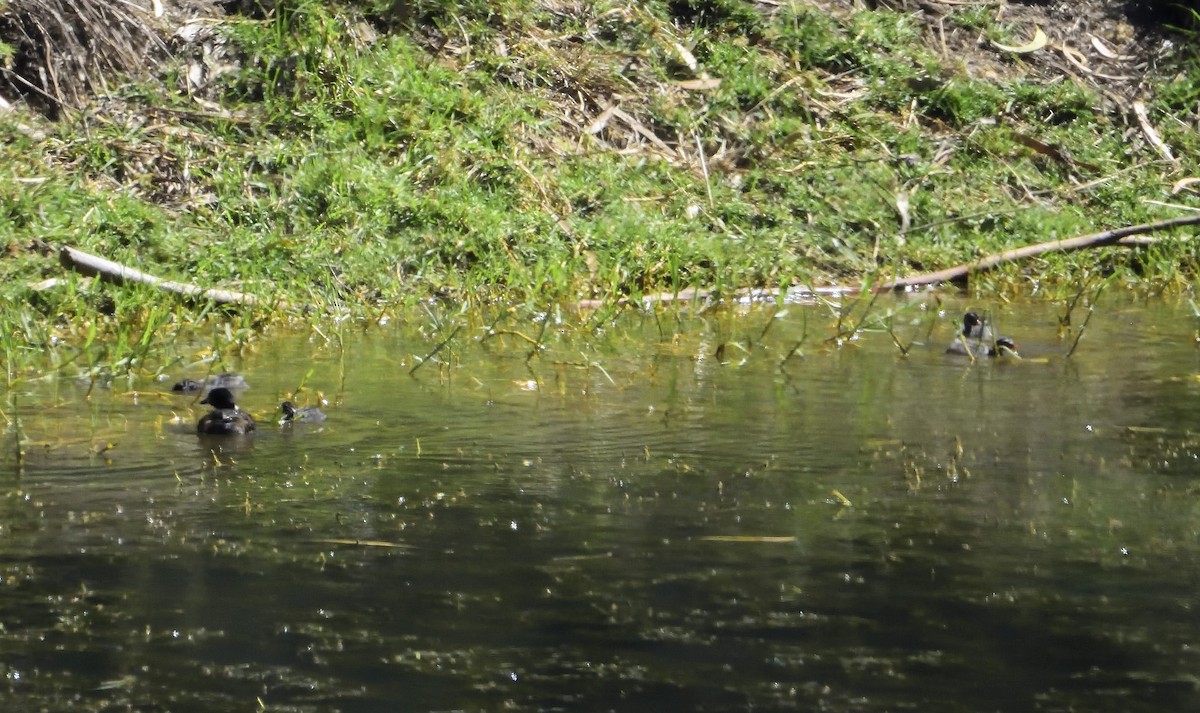 Australasian Grebe - ML123861001