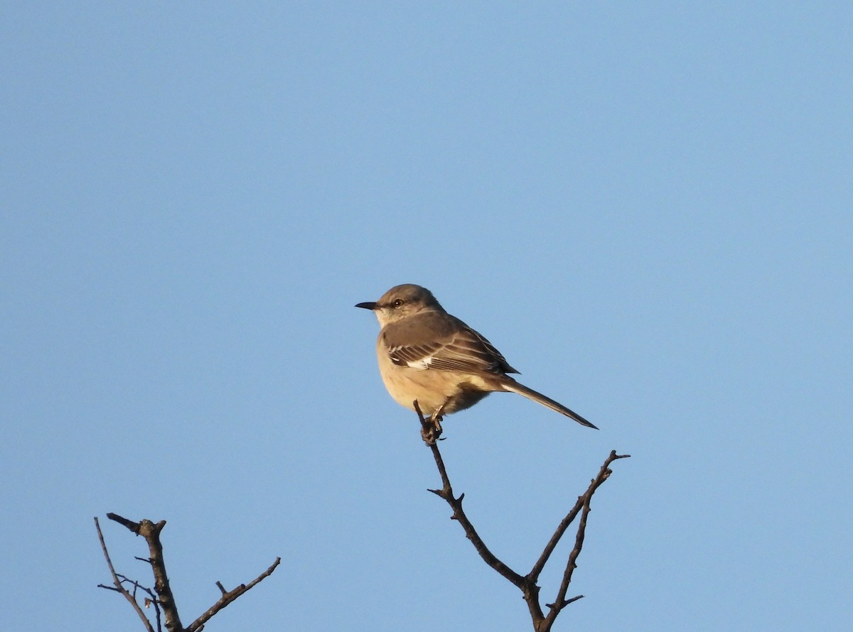 Northern Mockingbird - ML123862321