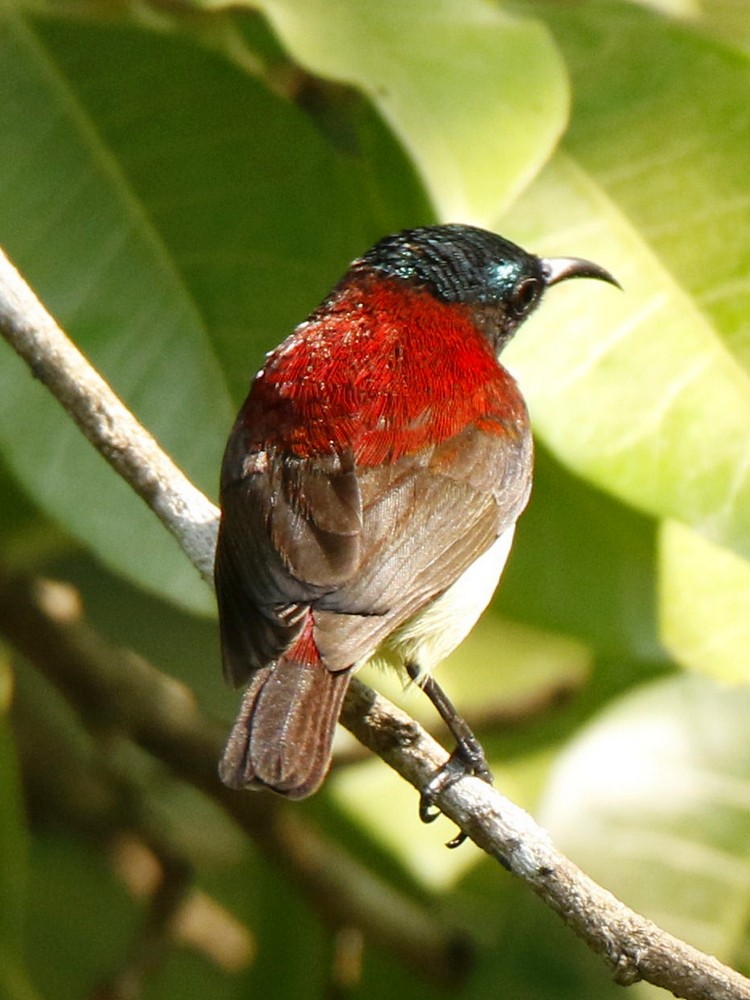 Crimson-backed Sunbird - ML123863191