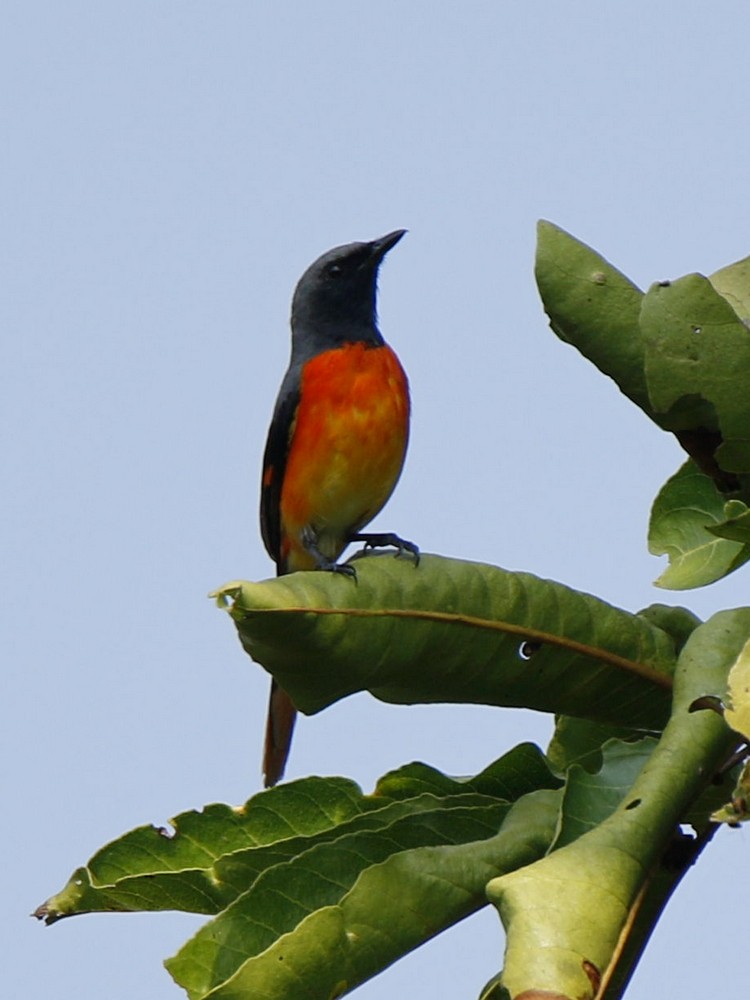 Small Minivet - ML123863211