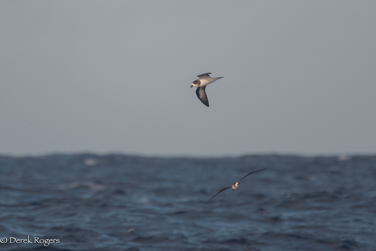 Bermuda Petrel - ML123863691