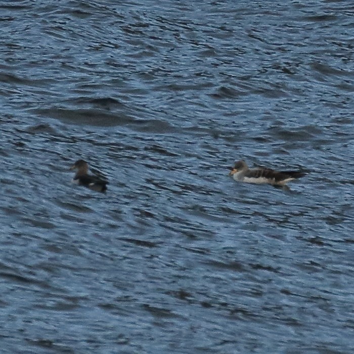 Cory's Shearwater - ML123863751