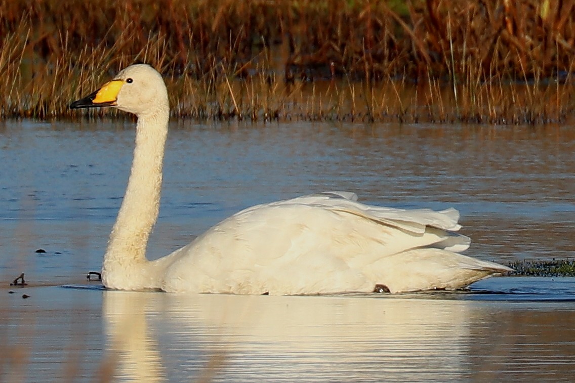 Whooper Swan - ML123864391