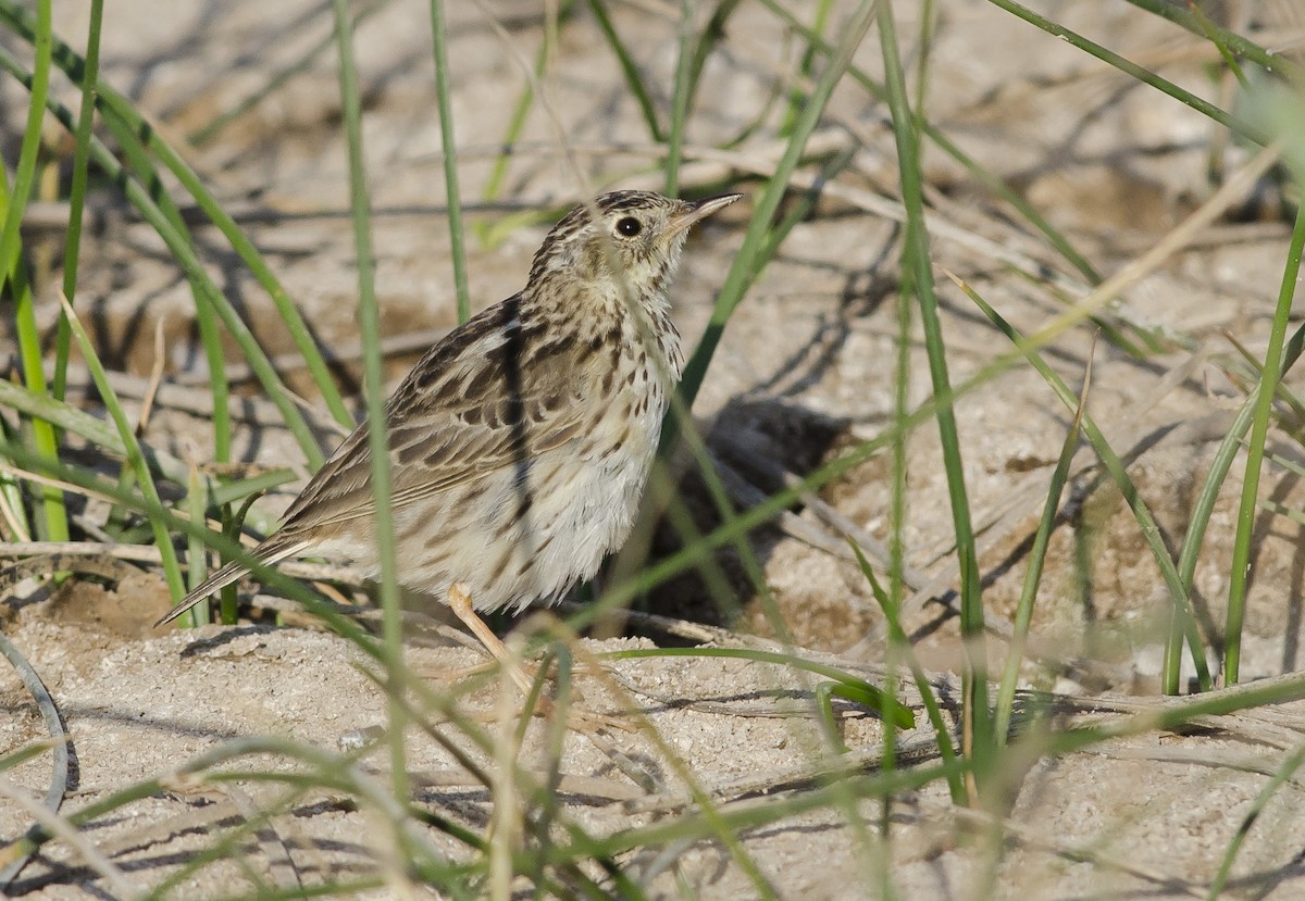 Peruvian Pipit - ML123865131