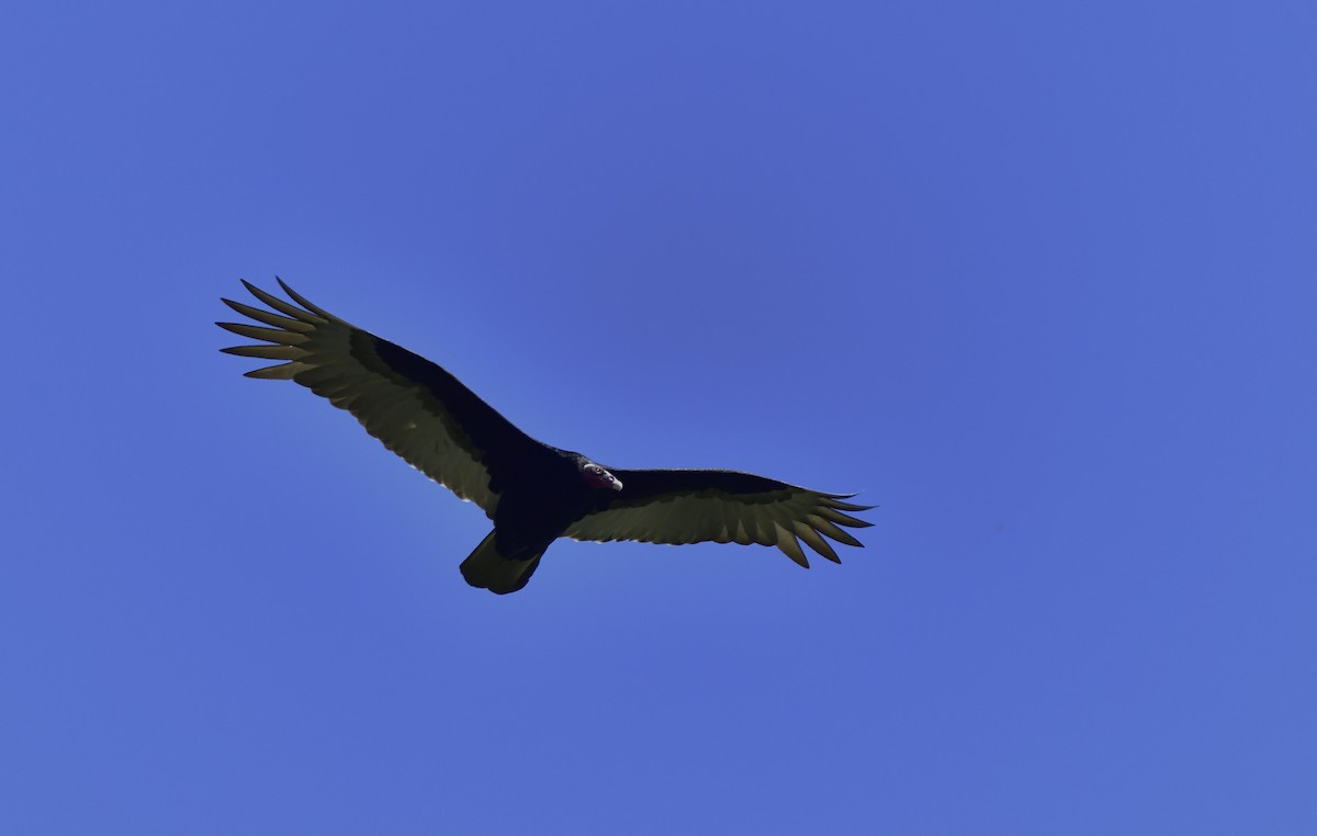 Turkey Vulture - ML123866881