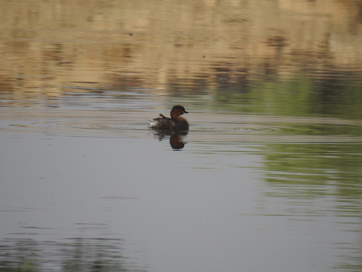 Little Grebe - ML123868011