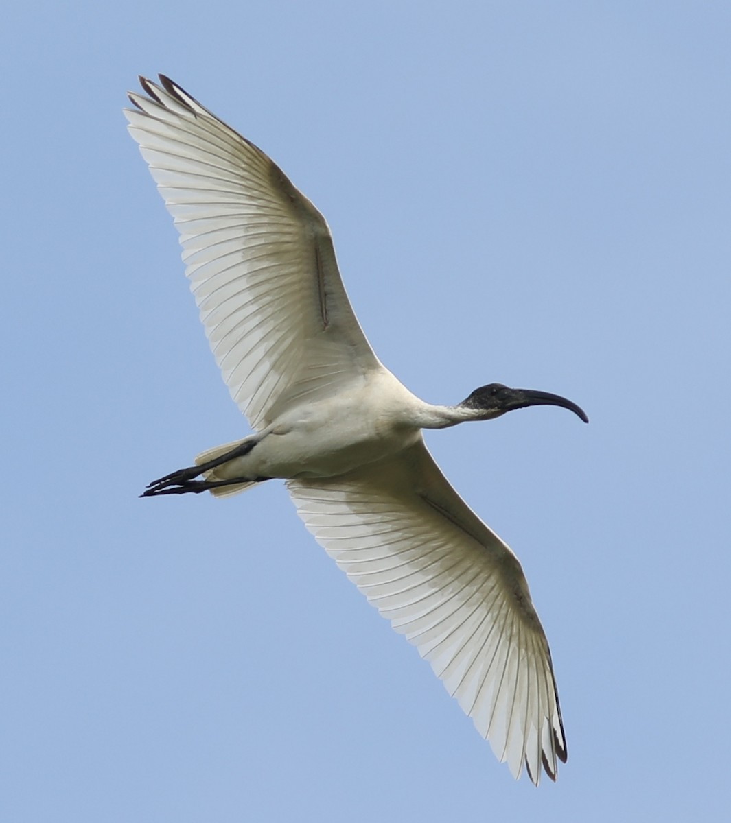 ibis černohlavý - ML123868031