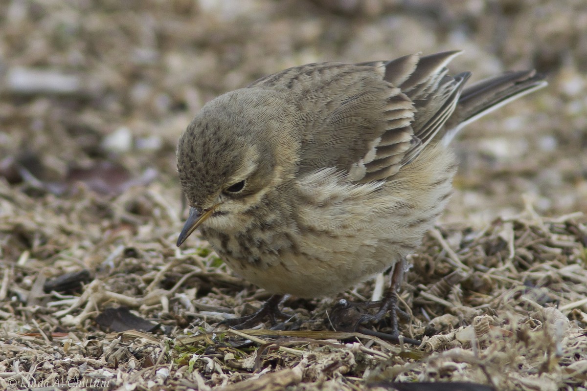 American Pipit - ML123868191