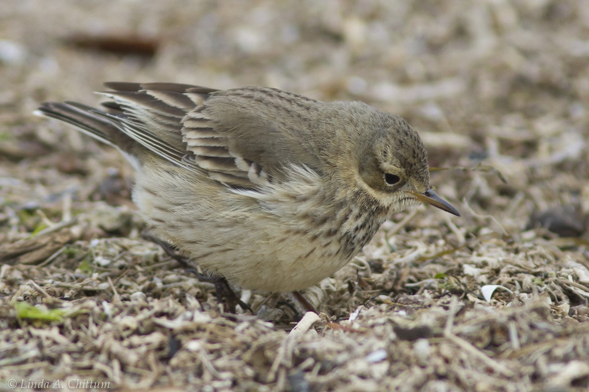 American Pipit - ML123868271