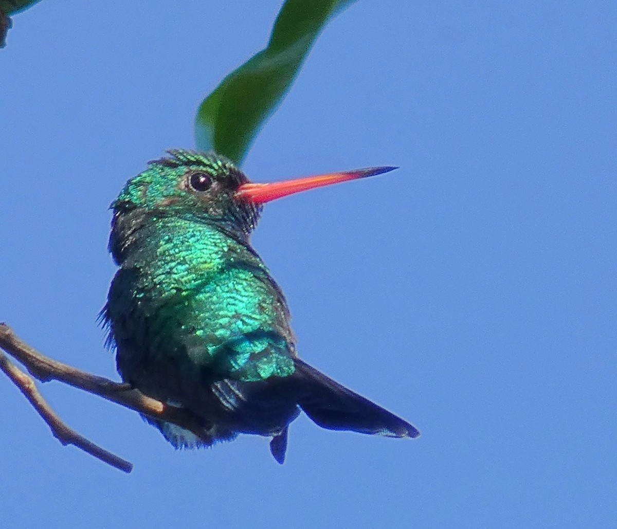 Glittering-bellied Emerald - ML123868401