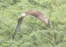 Montagu's Harrier - ML123868451