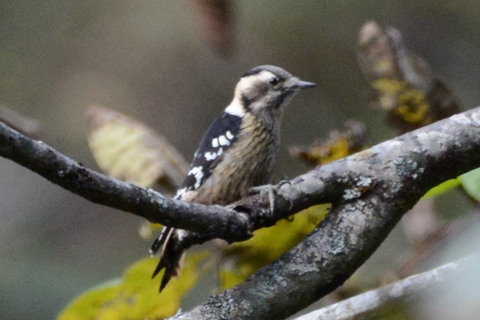 Gray-capped Pygmy Woodpecker - ML123869511