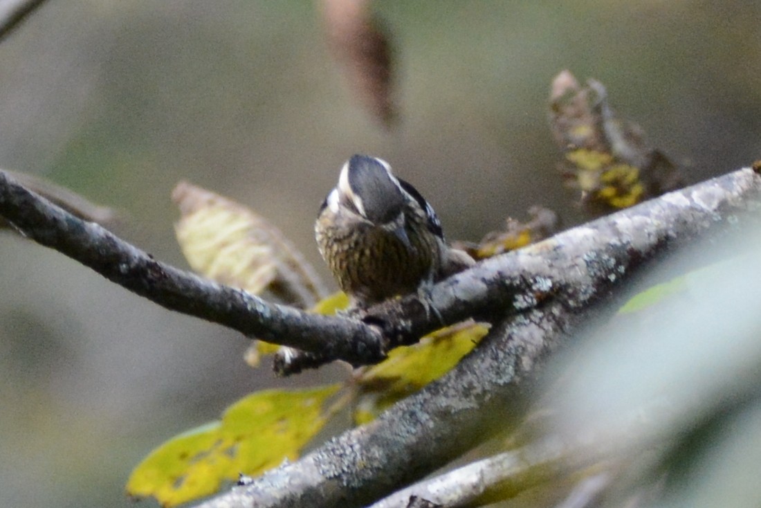 Gray-capped Pygmy Woodpecker - Cathy Pasterczyk