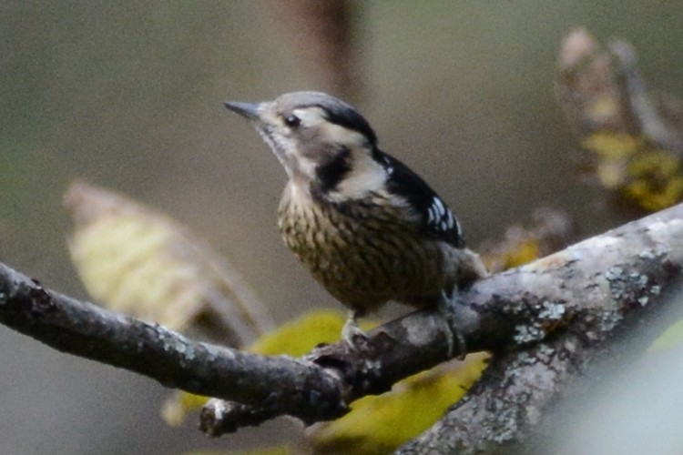 Gray-capped Pygmy Woodpecker - ML123869531