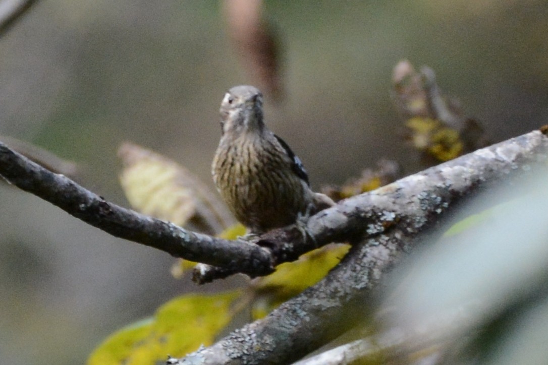 Gray-capped Pygmy Woodpecker - ML123869541