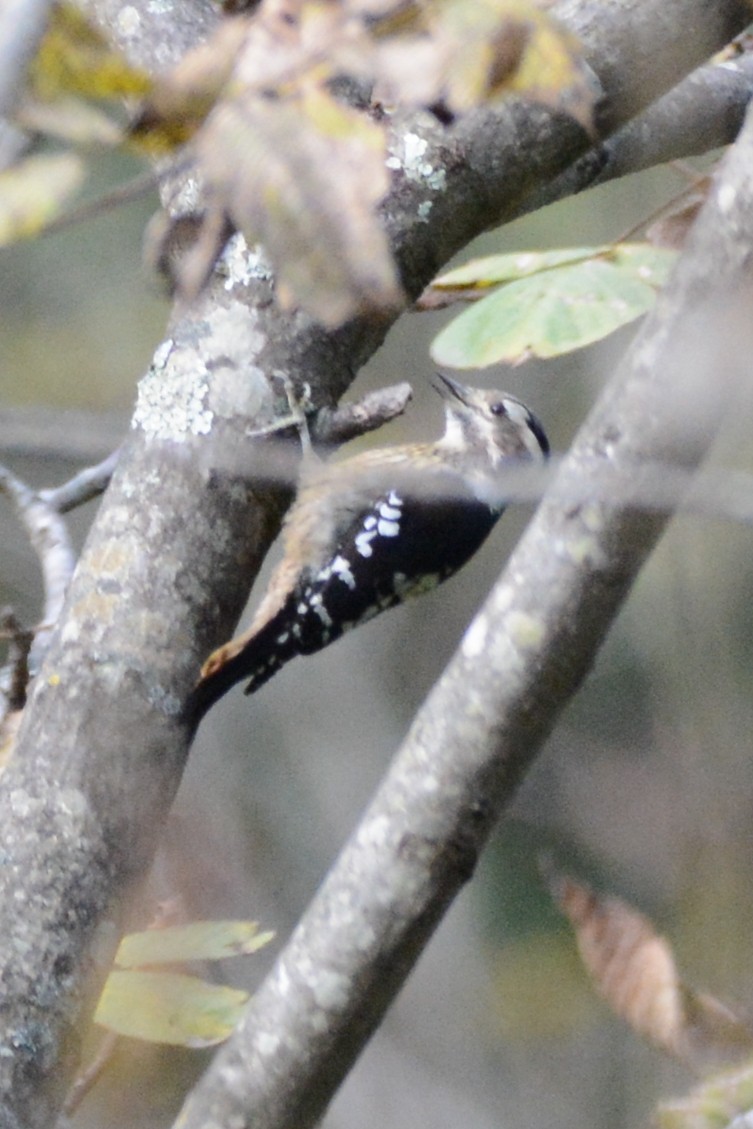 Gray-capped Pygmy Woodpecker - ML123869551