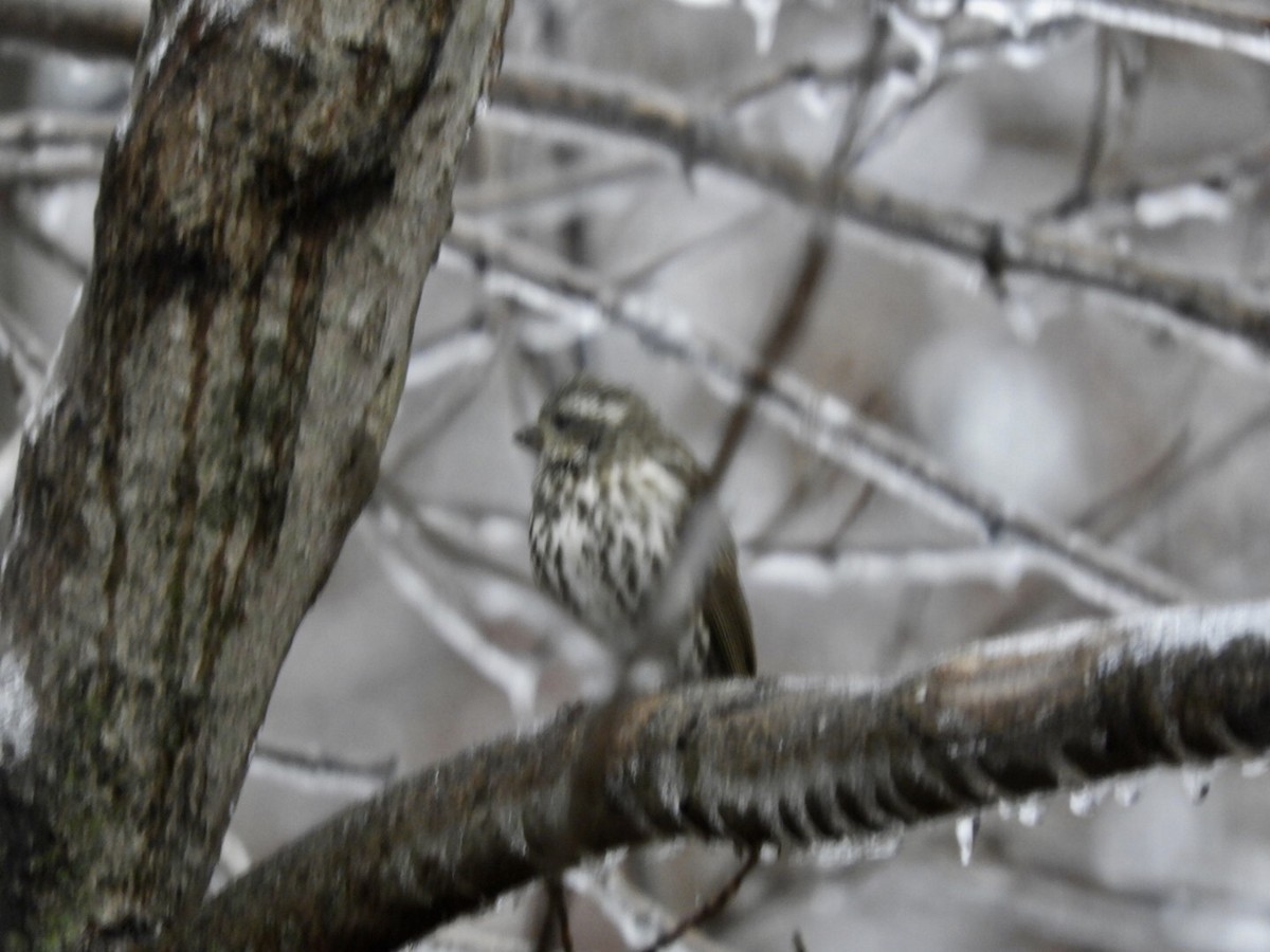 Purple Finch - ML123870021