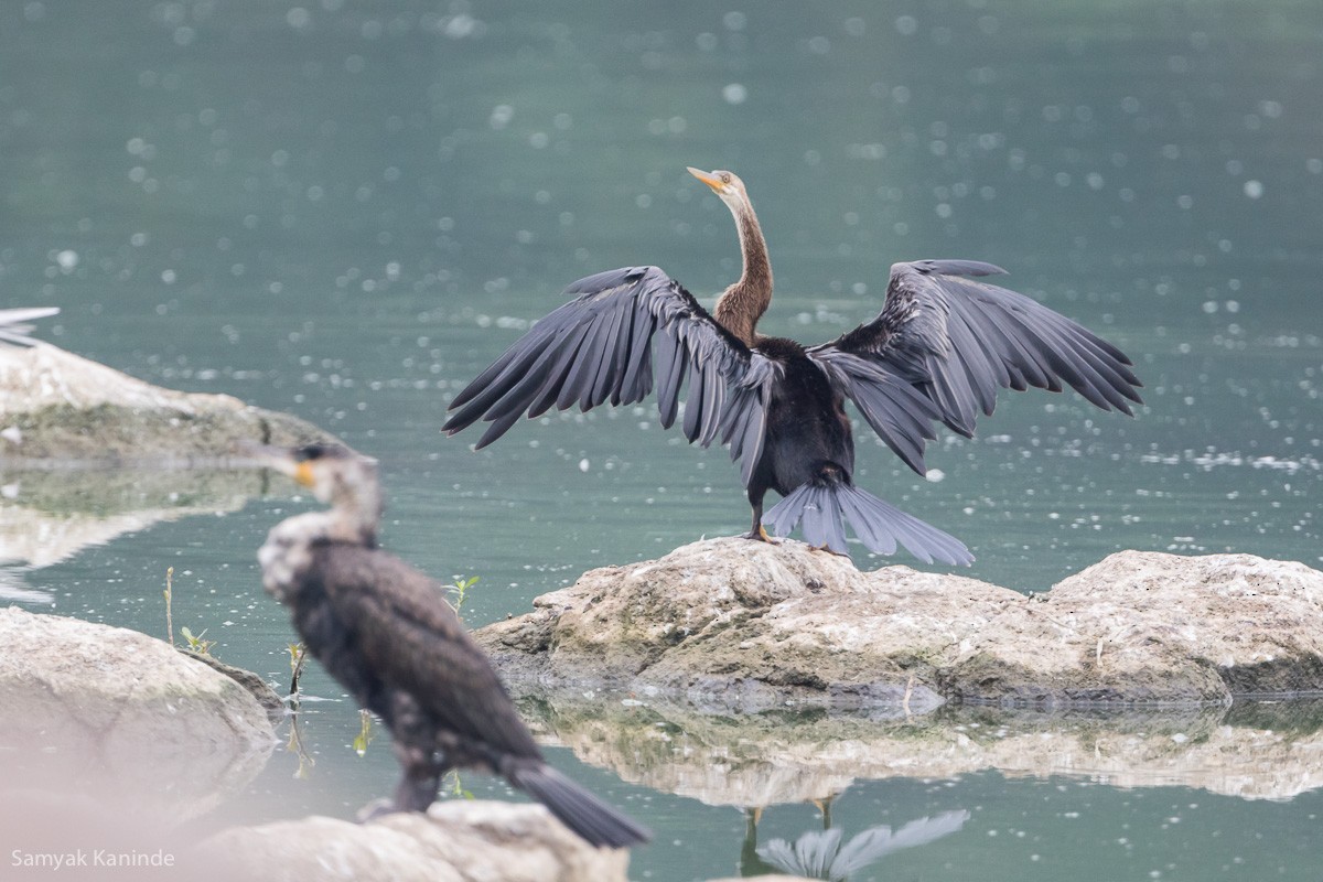 Anhinga Asiática - ML123870241