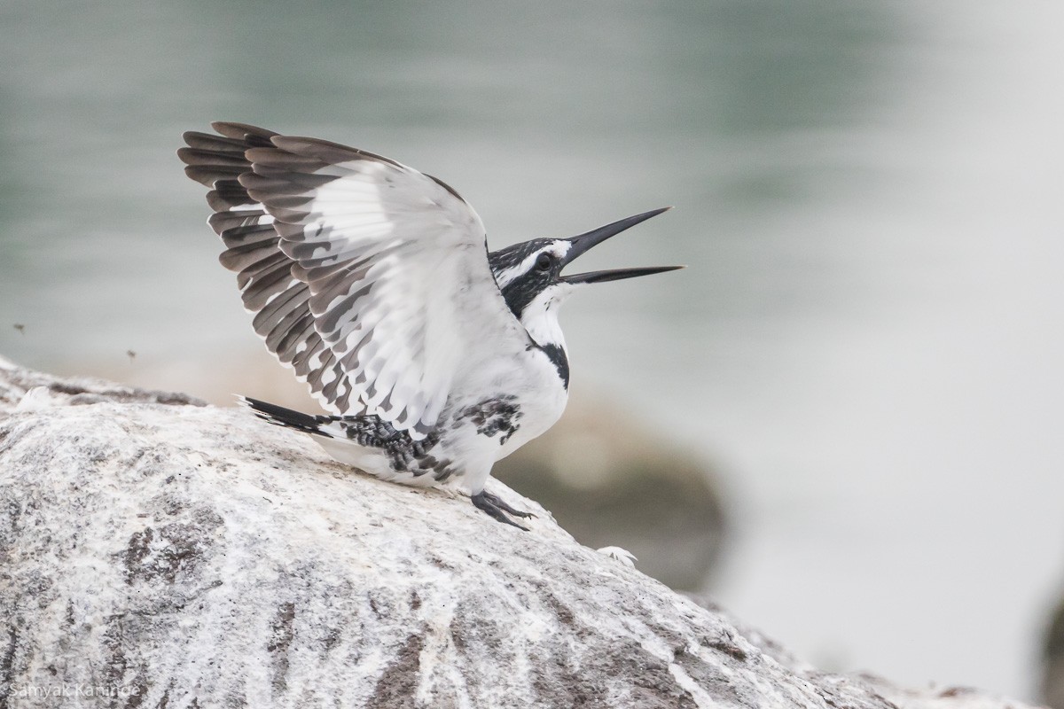 Pied Kingfisher - ML123870281