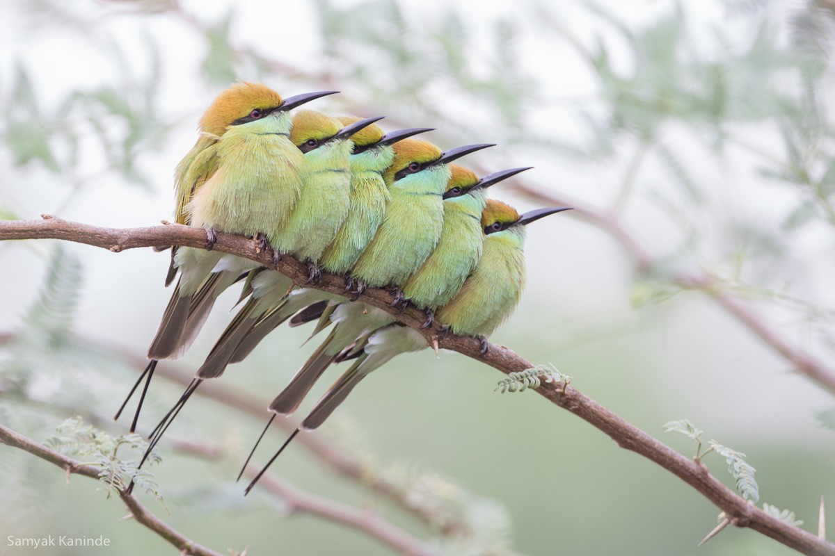 Asian Green Bee-eater - ML123870291