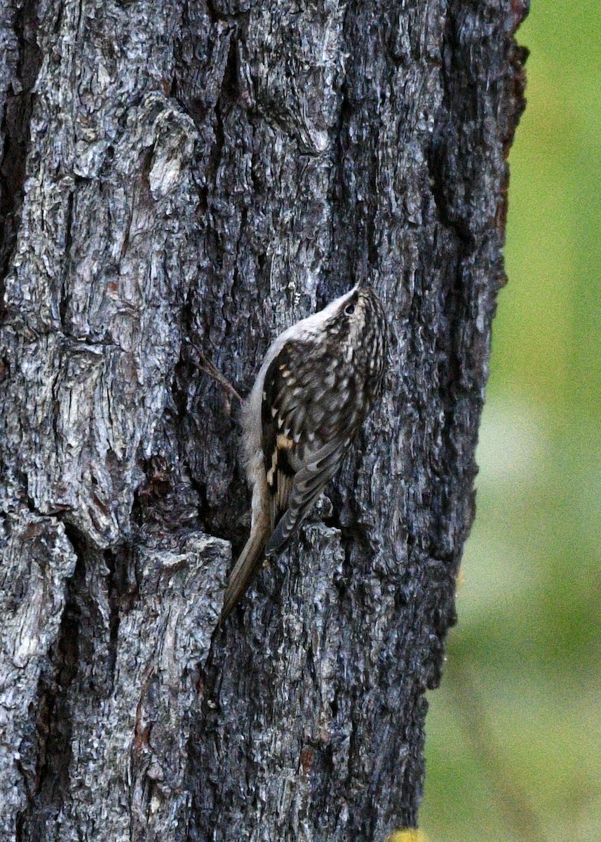 Brown Creeper - ML123871091