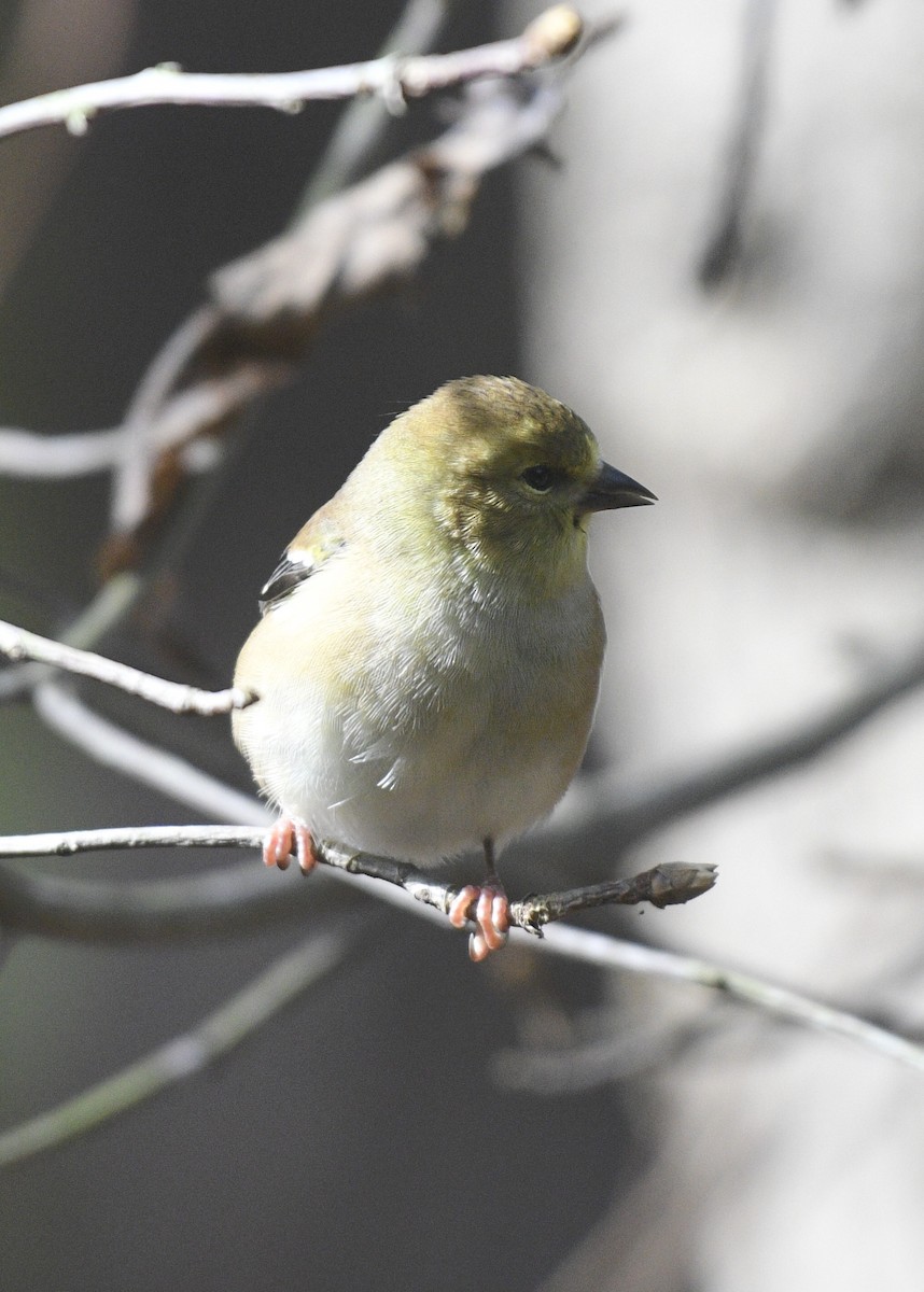 American Goldfinch - ML123871221