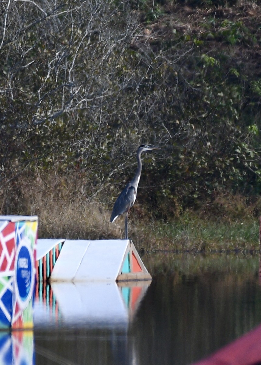 Great Blue Heron - ML123871521