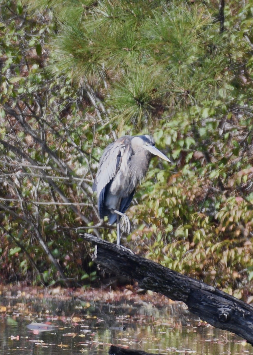 Great Blue Heron - ML123871541