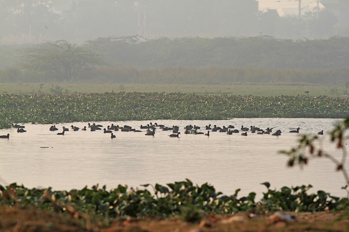 Eurasian Coot - ML123871901