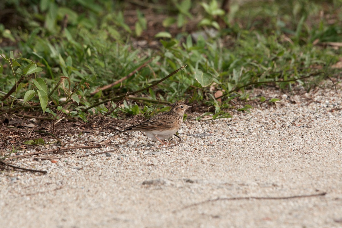 Eurasian Skylark - ML123872461