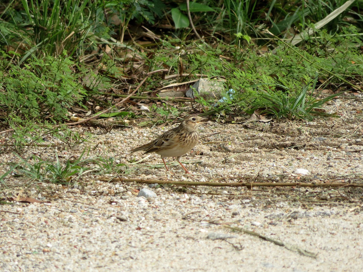 Eurasian Skylark - ML123873161