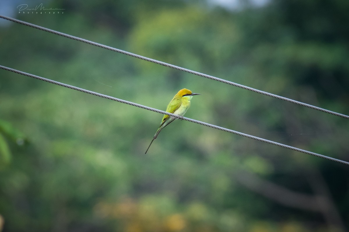 Asian Green Bee-eater - ML123873581