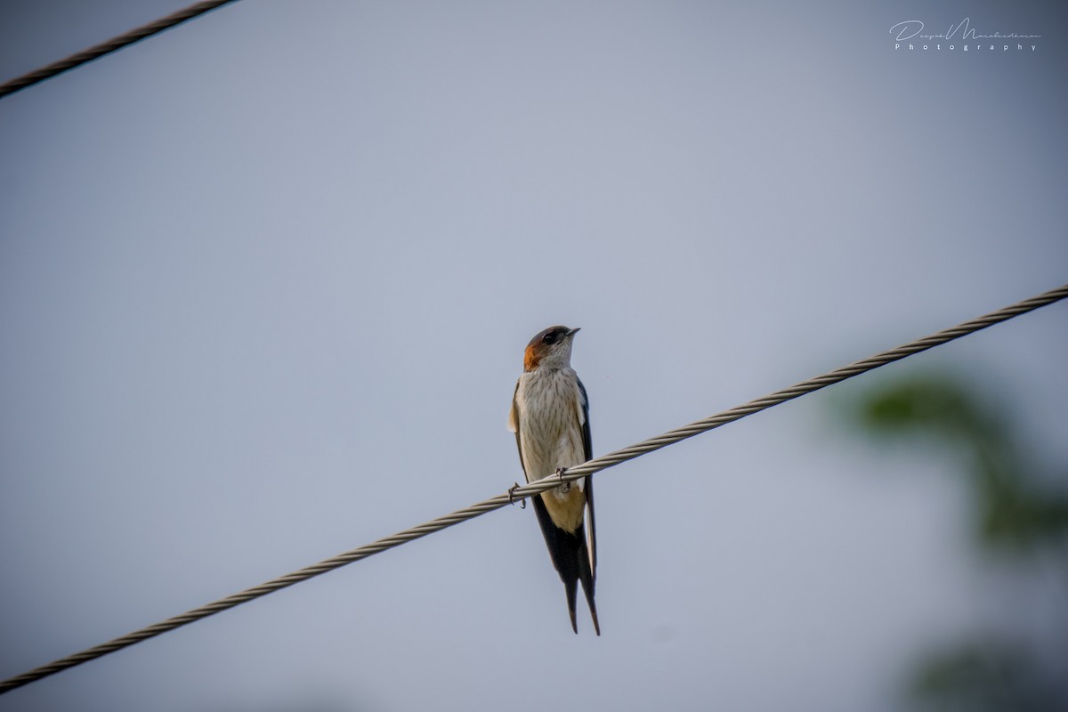 Red-rumped Swallow - ML123873631