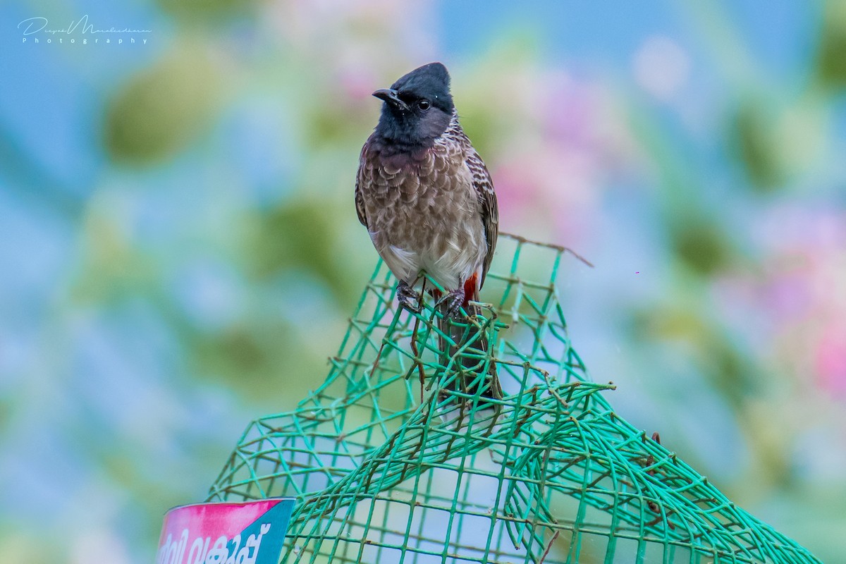 Red-vented Bulbul - ML123873691