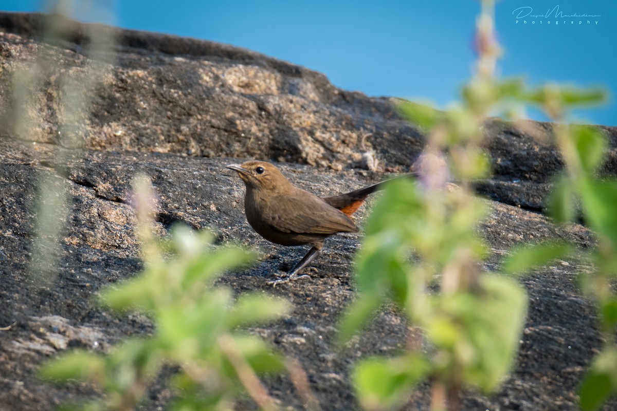 Indian Robin - ML123873841