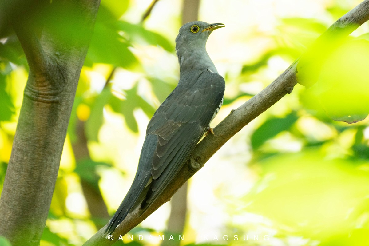 Himalayan Cuckoo - Andaman Kaosung