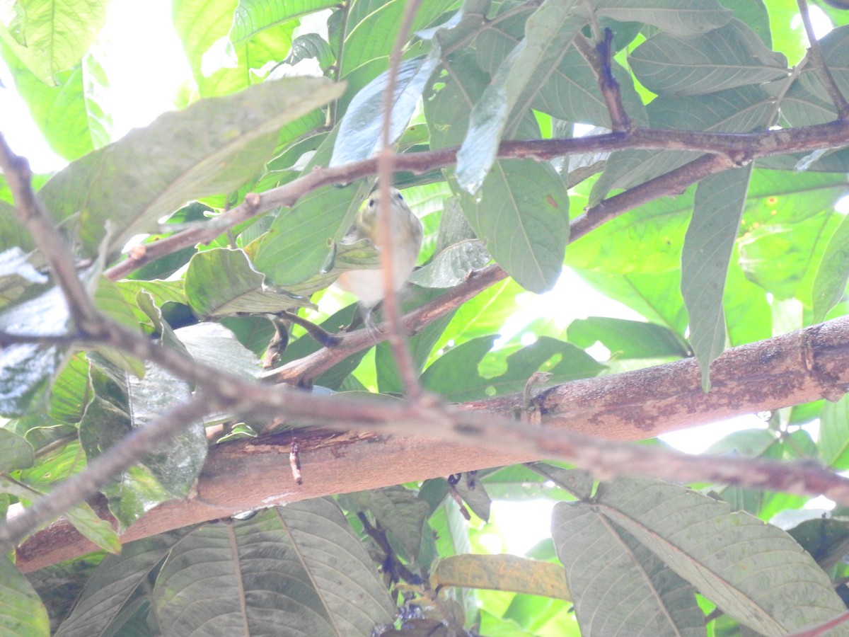 Bay-breasted Warbler - ML123876761