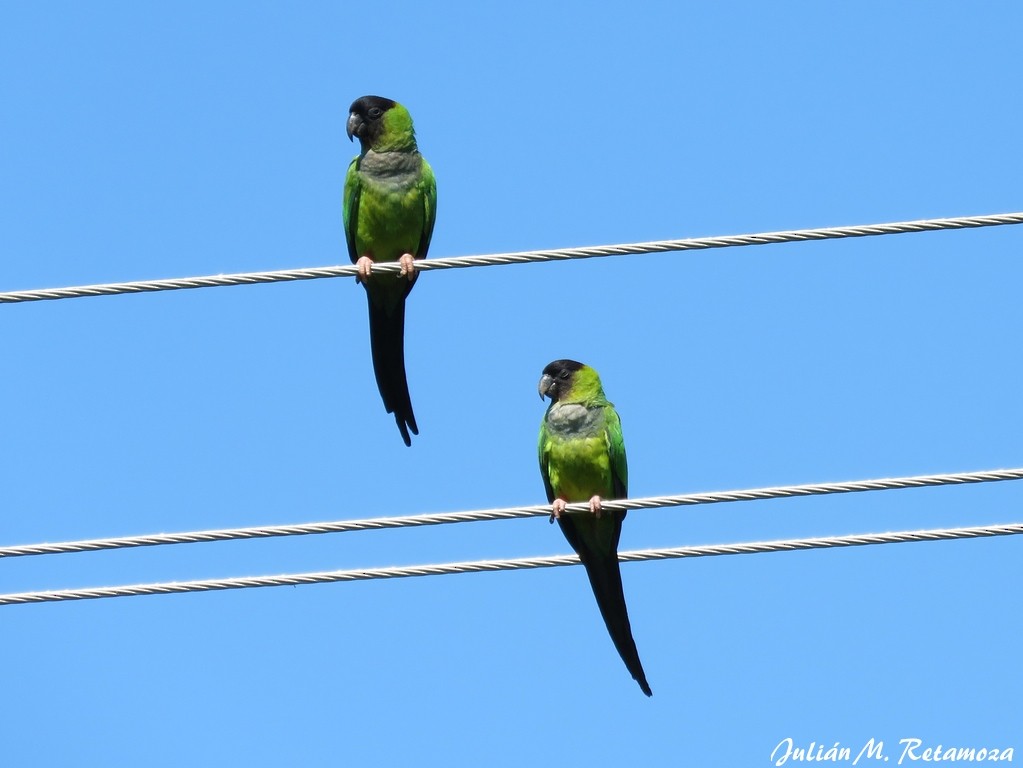 Nanday Parakeet - ML123877261