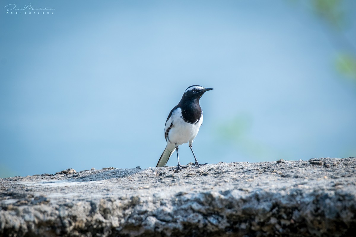 White-browed Wagtail - ML123877651