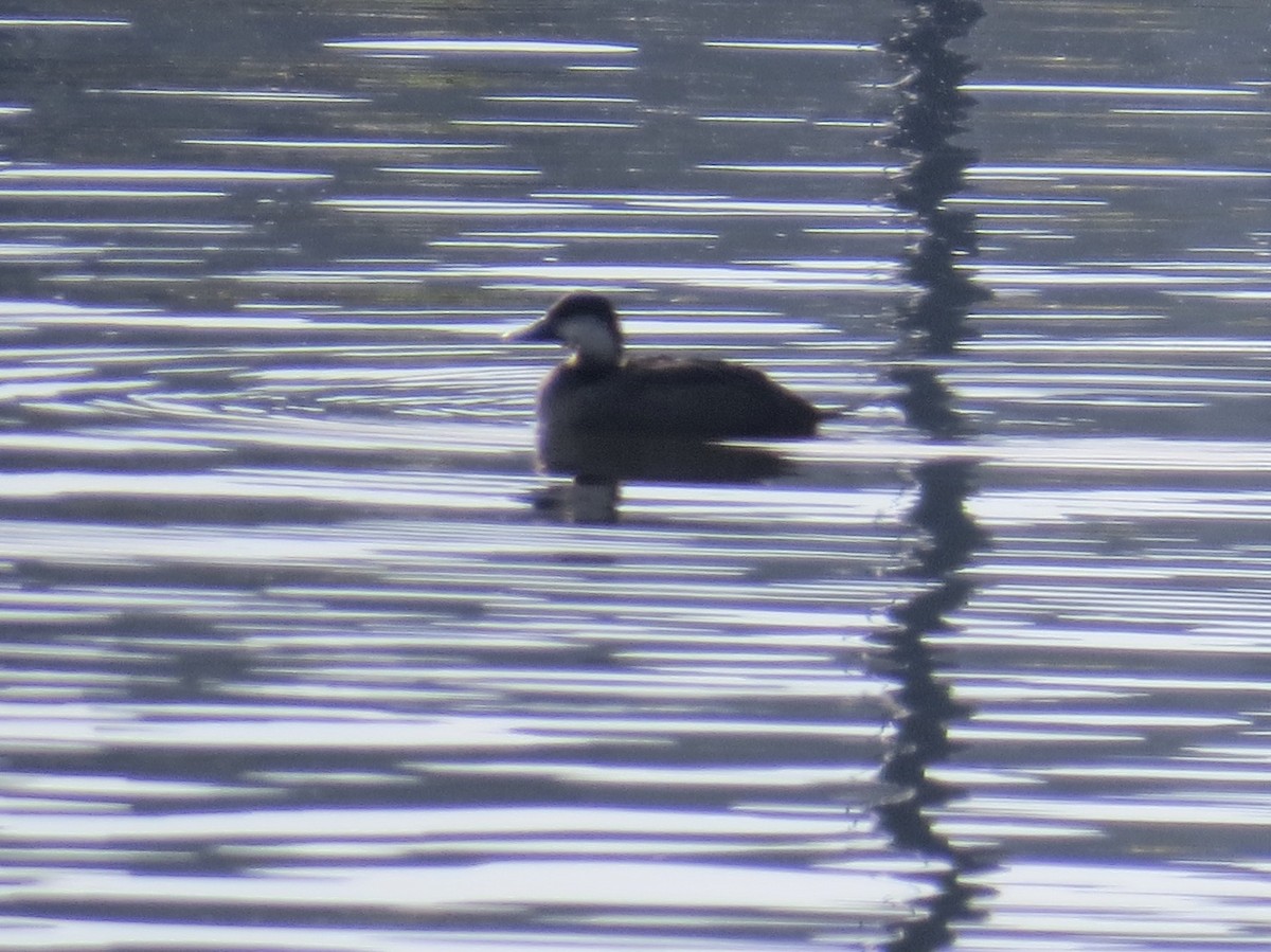 Black Scoter - ML123877781