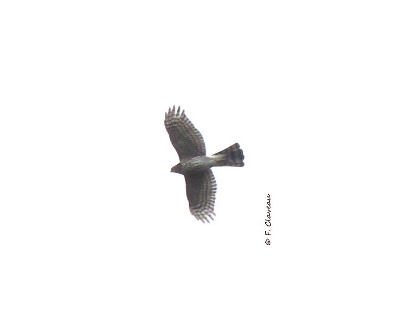 Sharp-shinned Hawk - ML123878401