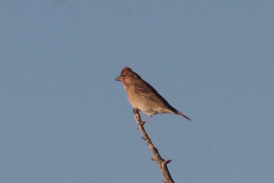 Cassin's Finch - ML123880411