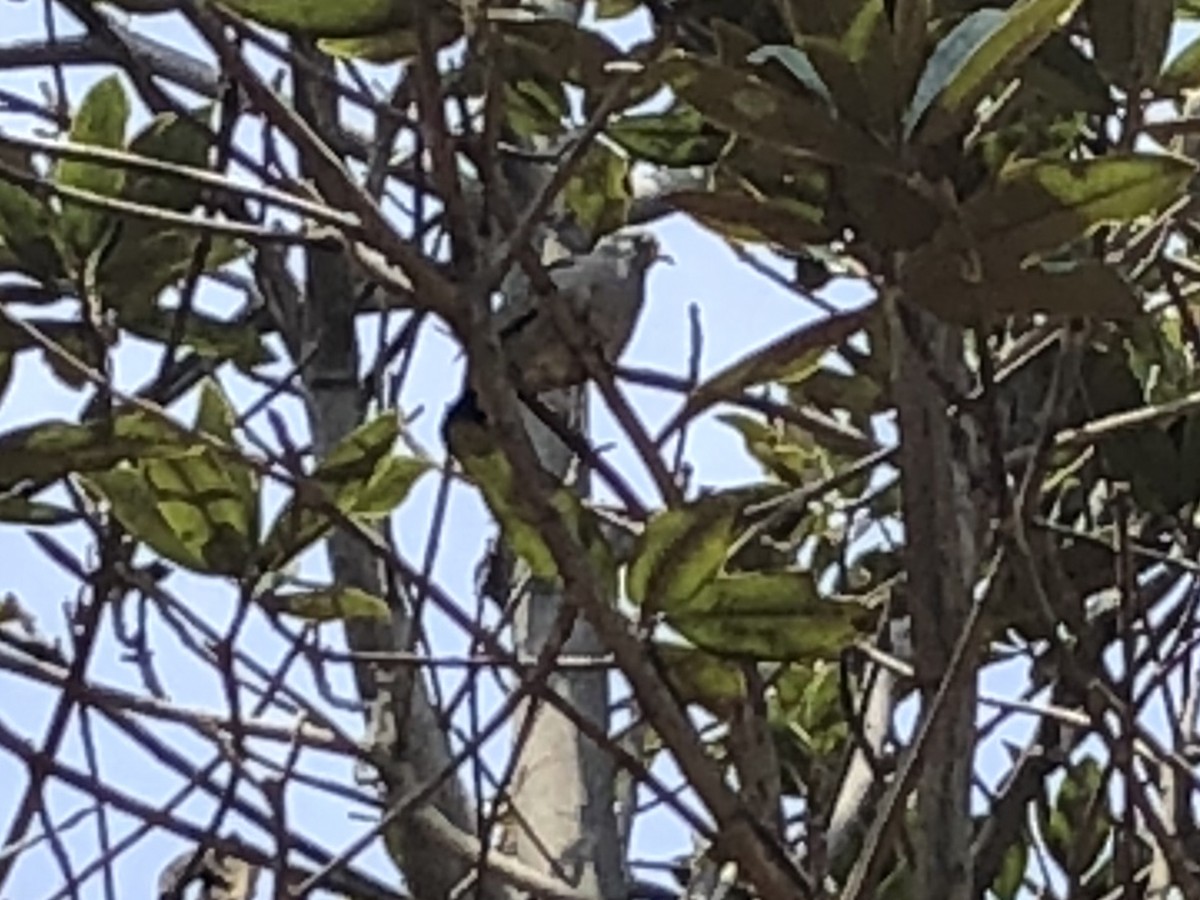 Croaking Ground Dove - ML123882141